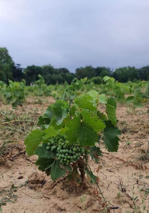 Domaine Villecarla Villedubert Экстерьер фото